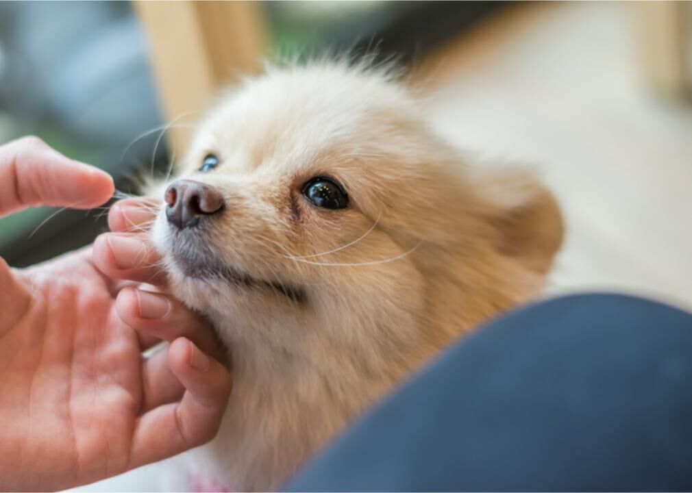 Food insecurity can also affect pets